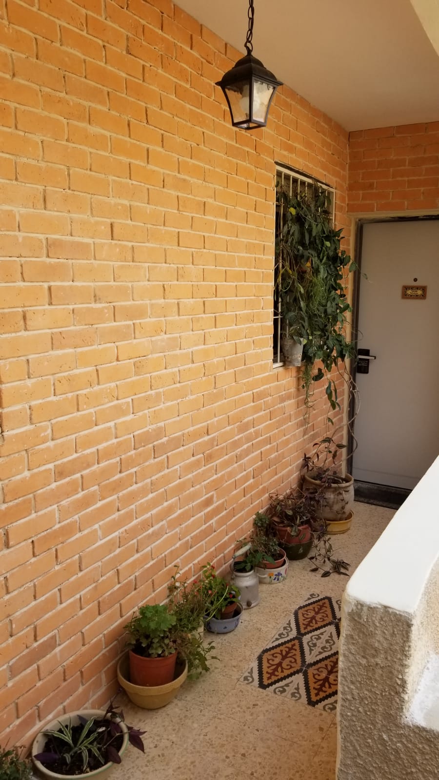 בריקולו צבע אפרסק דור 3